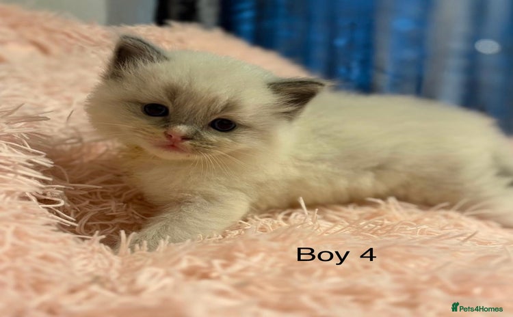 Ragdoll cats Beautiful ragdolls - Advert 3