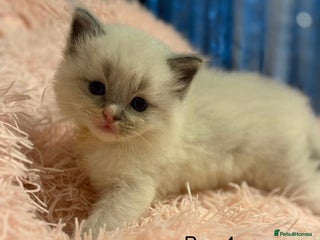 Ragdoll cats for sale: Beautiful ragdolls - Advert 1