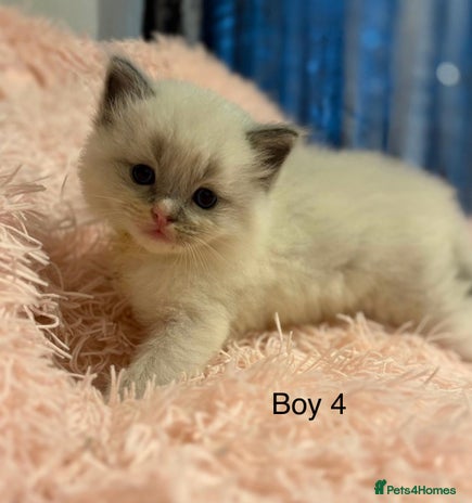 Ragdoll cats Beautiful ragdolls - Advert 3