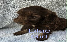 Cocker Spaniel dogs for sale: Cocker spaniel  - Image 6