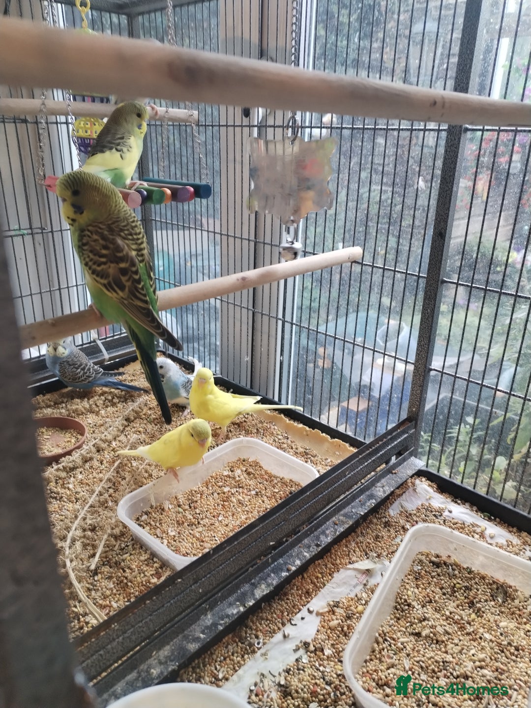 Budgerigars birds for sale: Beautiful baby budgies  - Image 6