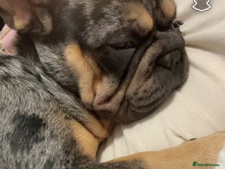 French Bulldog dogs French Bulldog Rehoming - Advert 2