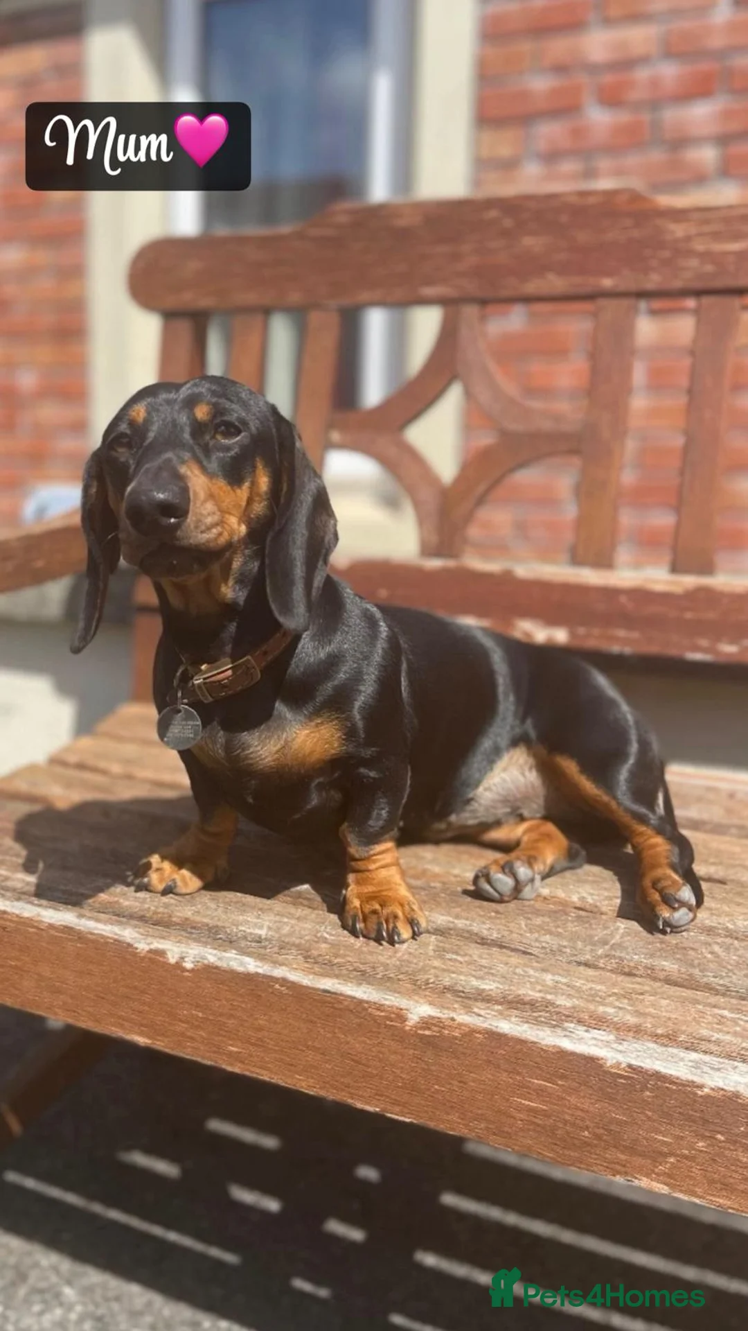 Miniature Dachshund dogs for sale: 🐾 Beautiful Mini Dachshund Puppies 🐾 - Advert 2