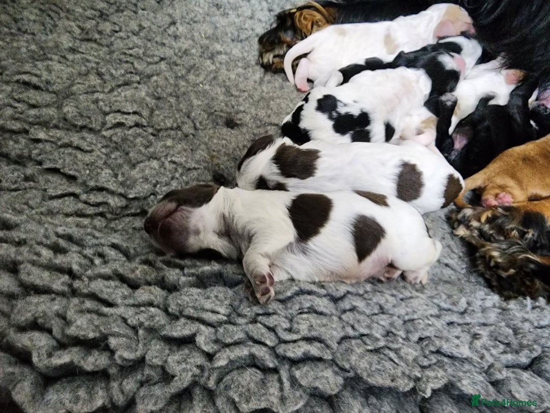 Cocker Spaniel dogs for sale: Show type unique markings cocker spaniel puppies  - Advert 35