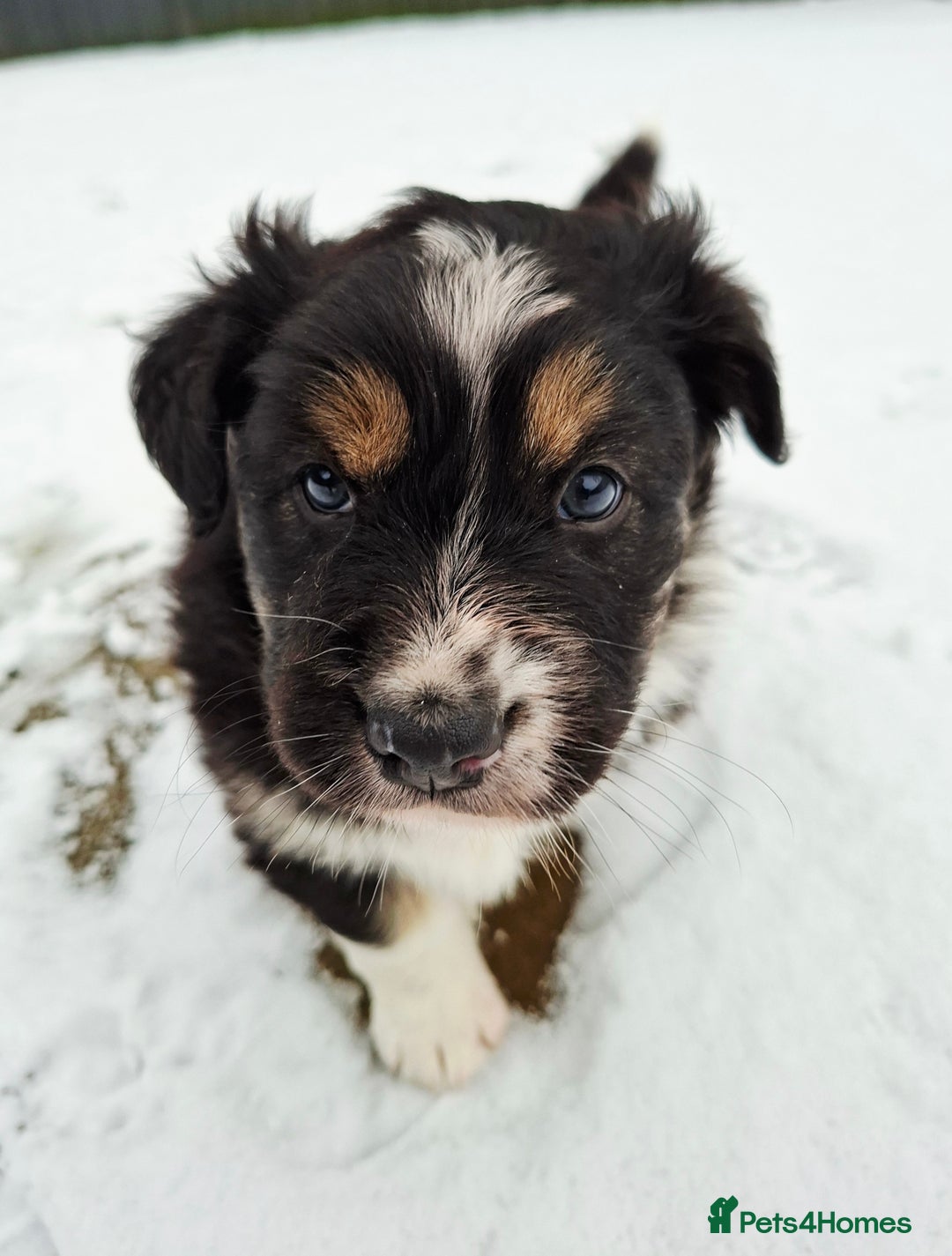 Australian Shepherd dogs for sale: Beautiful Australian Shepherd puppy for sale  - Advert 8