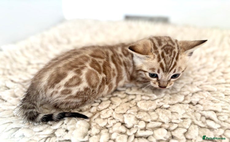 Bengal cats - Advert 7