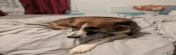 Mixed Breed dogs for sale: Saluki bull - Advert 4
