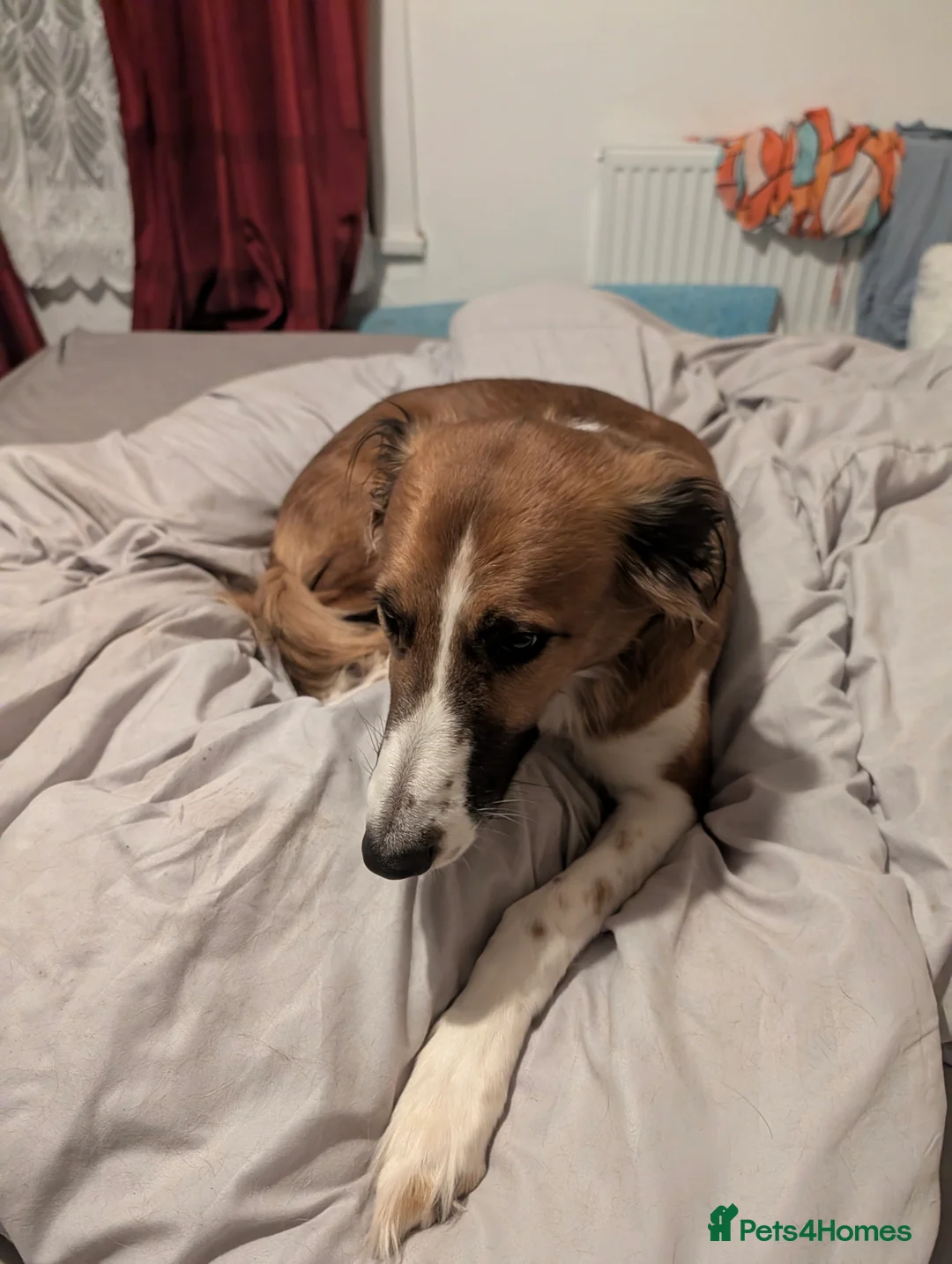 Mixed Breed dogs for sale: Saluki bull - Advert 4