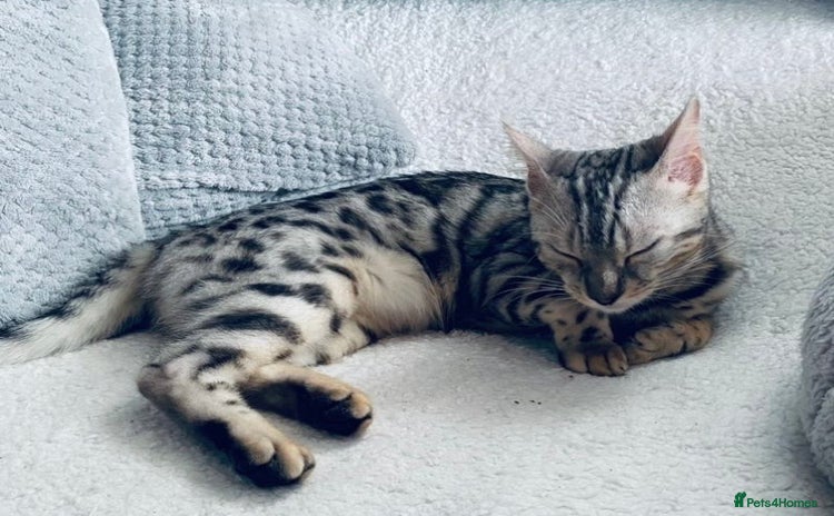 Bengal cats - Advert 1