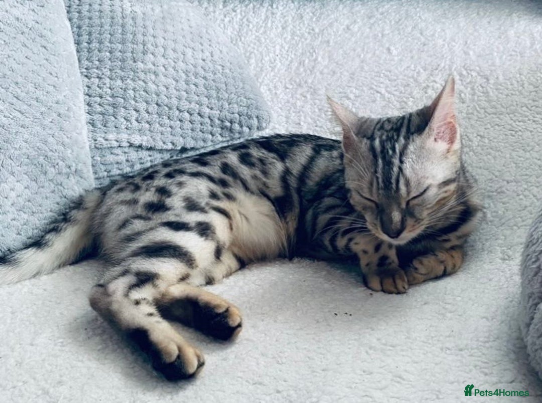 Bengal cats for sale: 2 bengals girls, happy to go together or separate  - Image 1