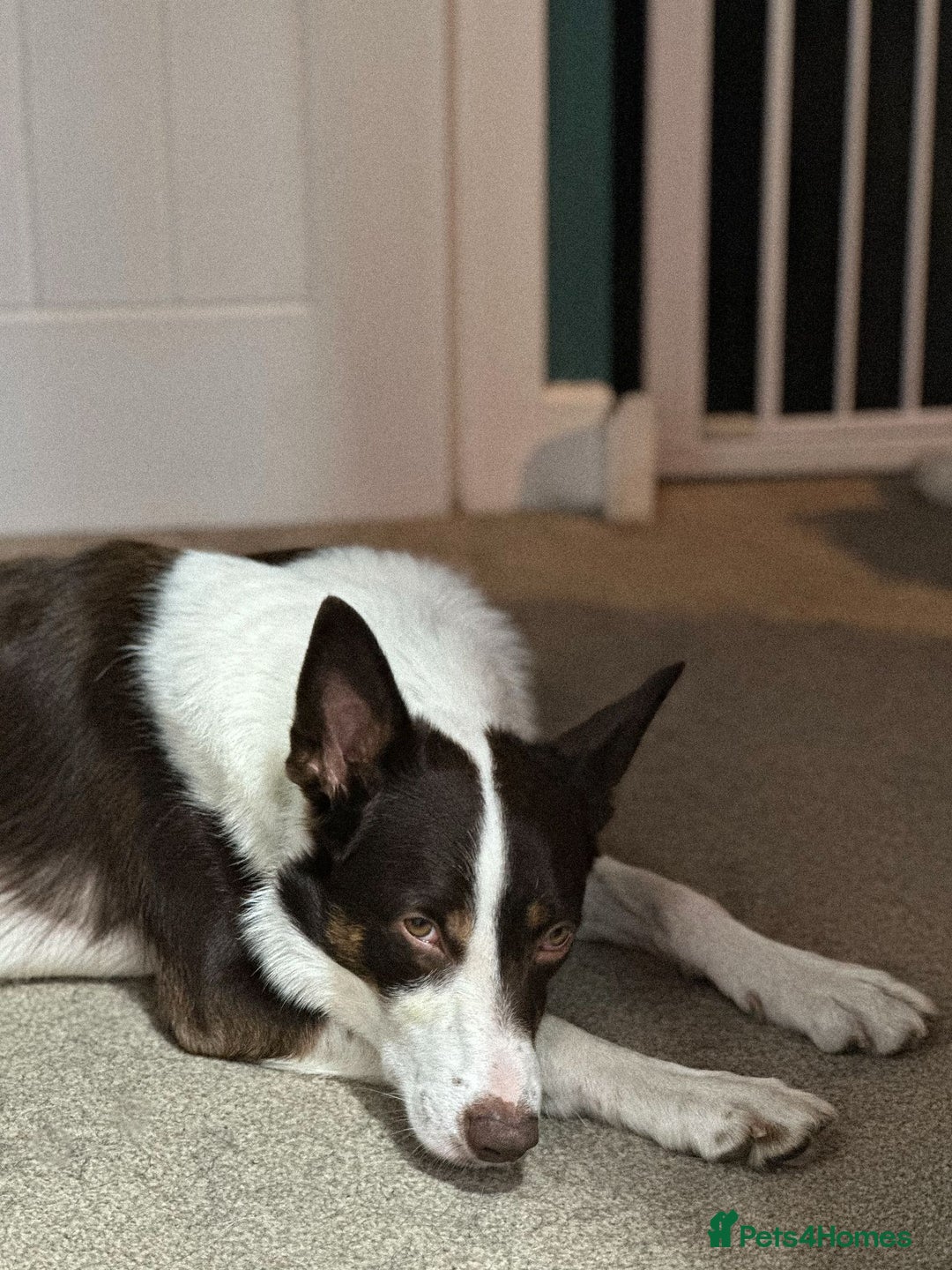 Border Collie dogs for sale: Border Collie Mick - Image 2