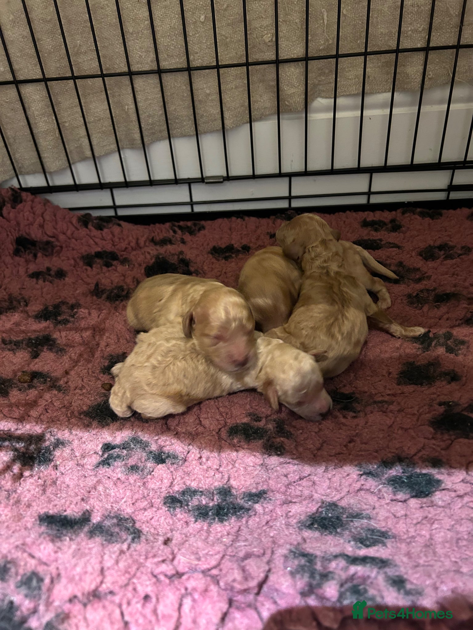 Cockapoo dogs Beautiful litter of golden cockapoos  - Advert 2