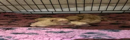Cockapoo dogs for sale: Beautiful litter of golden cockapoos  in Pudsey - Advert 2