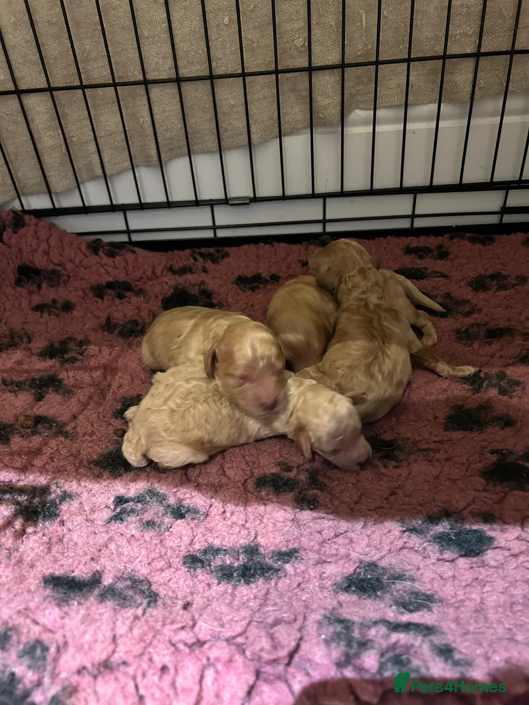 Cockapoo dogs for sale: Beautiful litter of golden cockapoos  in Pudsey - Advert 2
