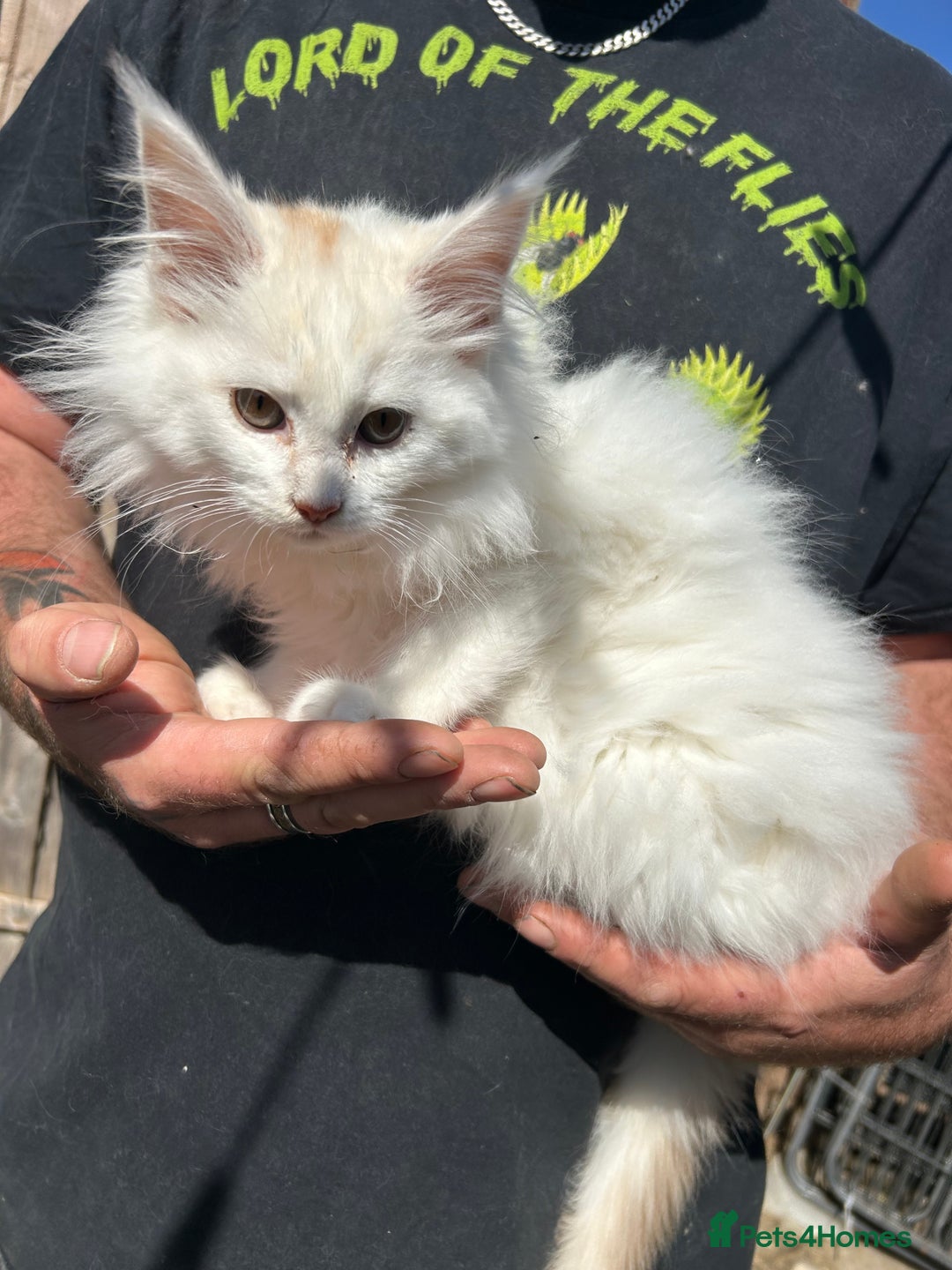 Maine Coon cats for sale: TICA Registered Maine Coon Kittens. Ready NOW in Doncaster - Image 2