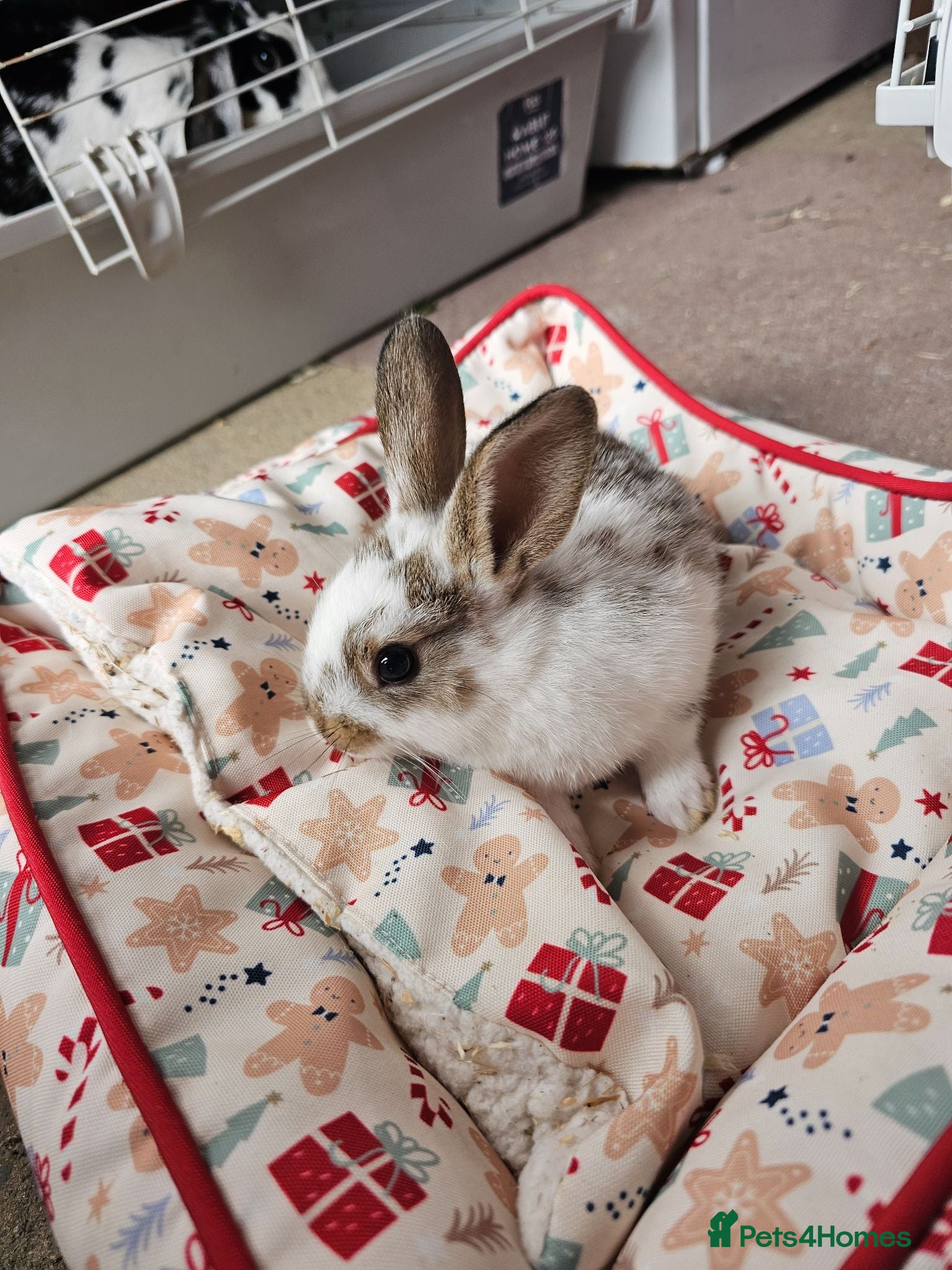 Netherland Dwarf rabbits Baby bunny - Advert 11