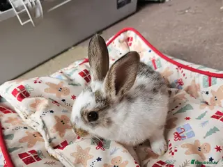 Netherland Dwarf rabbits Baby bunny - Advert 1