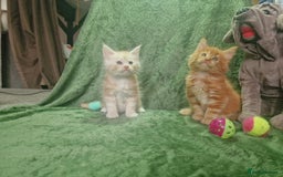 Maine Coon cats for sale: Planned summer babies looking for forever homes - Image 14