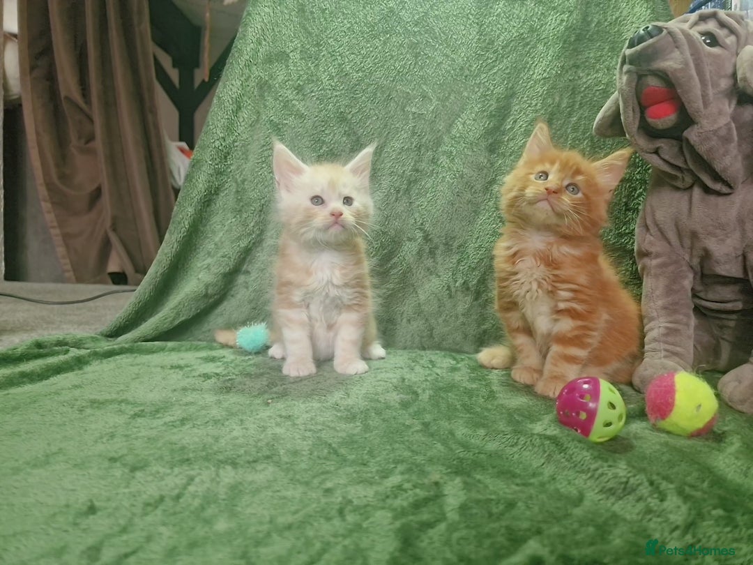 Maine Coon cats for sale: Planned summer babies looking for forever homes - Image 14