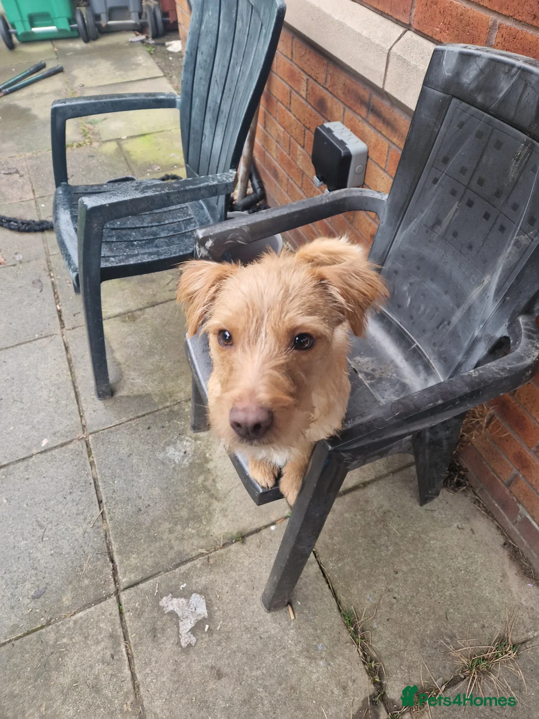 Mixed Breed dogs for sale: FREE golden female patterdale/lake land terrier  in Manchester - Advert 3