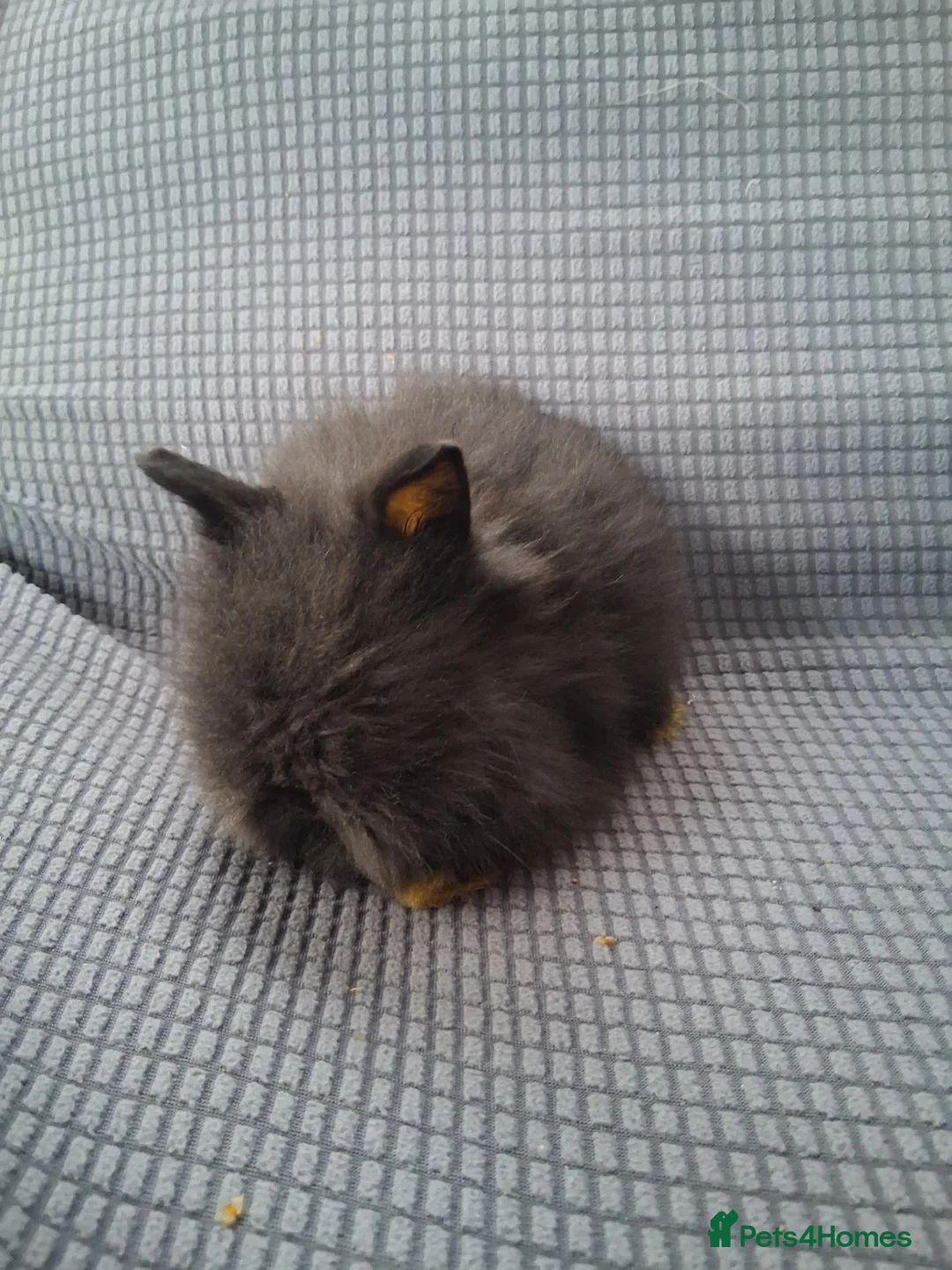 Lionhead rabbits for sale: Lionhead Baby bunnies  - Advert 2