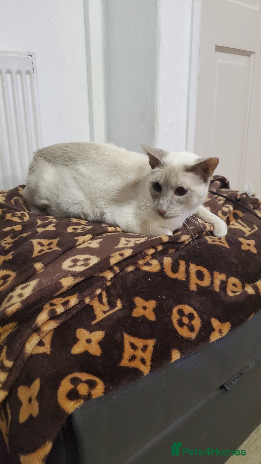 Siamese cats for sale: stunning Siamese Kittens  - Advert 3