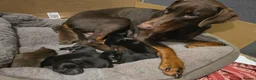 Mixed Breed dogs for sale: Doberman x Border Collie pups - Advert 3