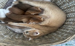 British Shorthair cats for sale: BSH Golden kittens  - Image 17