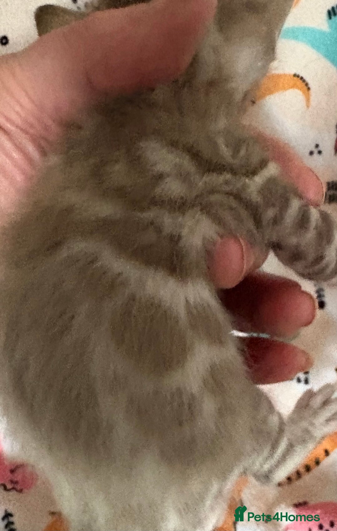 Bengal cats for sale: Stunning Tica reg Bengal kittens  - Advert 8