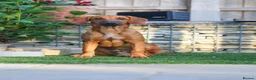 Mixed Breed dogs for adoption: Handsome Henry - Advert 12