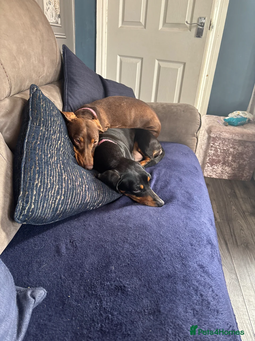 Dachshund dogs for sale: 2 x female dushounds approx 5yrs old   in Swadlincote - Advert 1