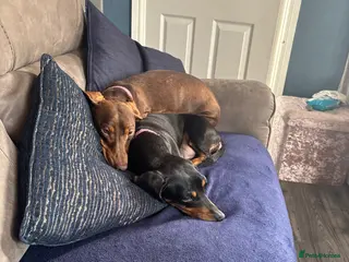 Dachshund dogs 2 x female dushounds approx 5yrs old - Advert 2