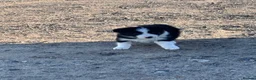Border Collie dogs for sale: Border collies - Advert 3