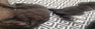Kitten 4