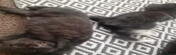 Mixed Breed cats for sale: 3 tuxedo kittens and 1 black kitten - Advert 2