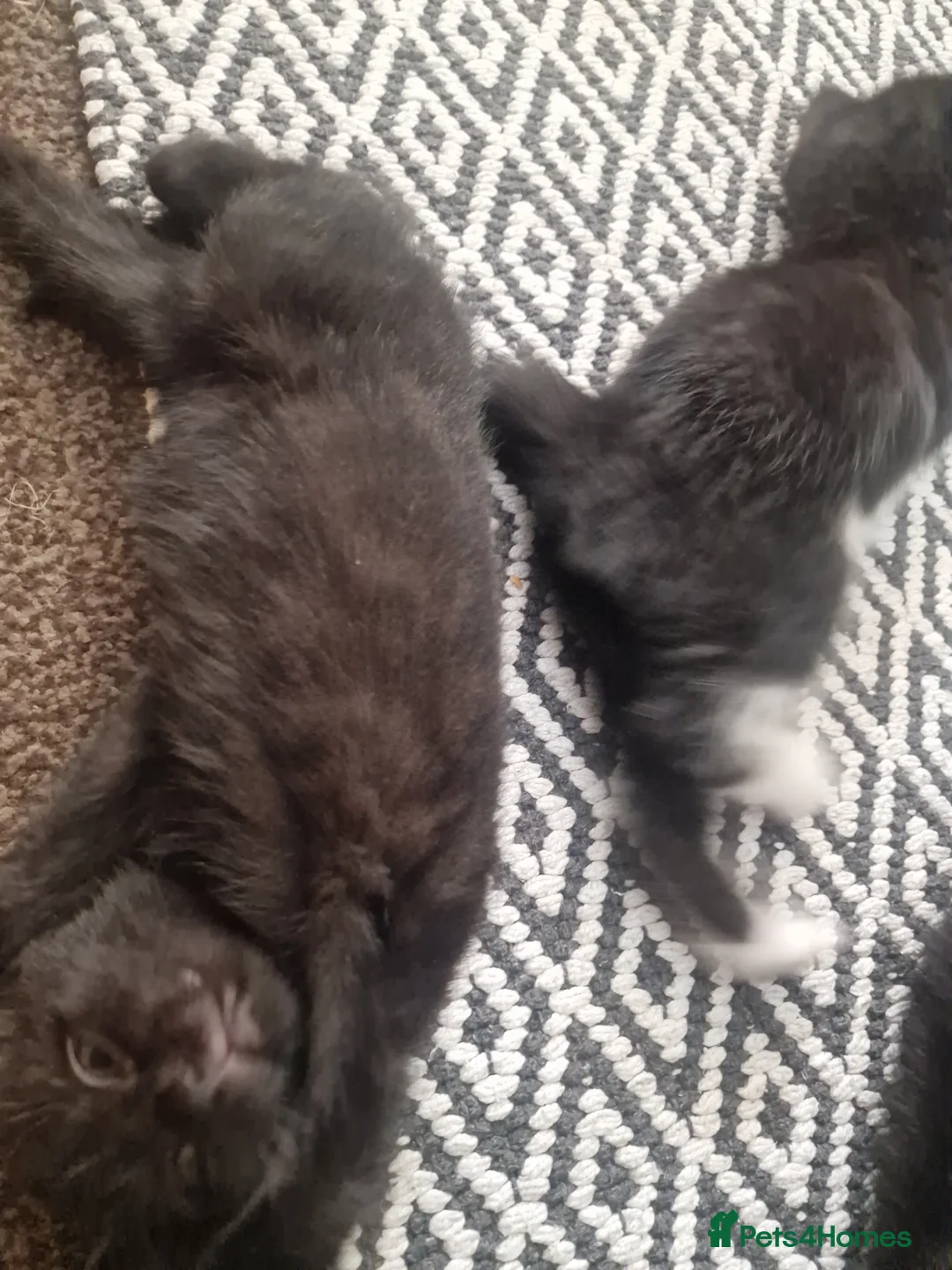 Mixed Breed cats for sale: 3 tuxedo kittens and 1 black kitten - Advert 2