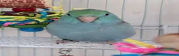 Parrots birds for sale: Beautiful Hand Tame Baby Male Parrotlet  - Advert 2