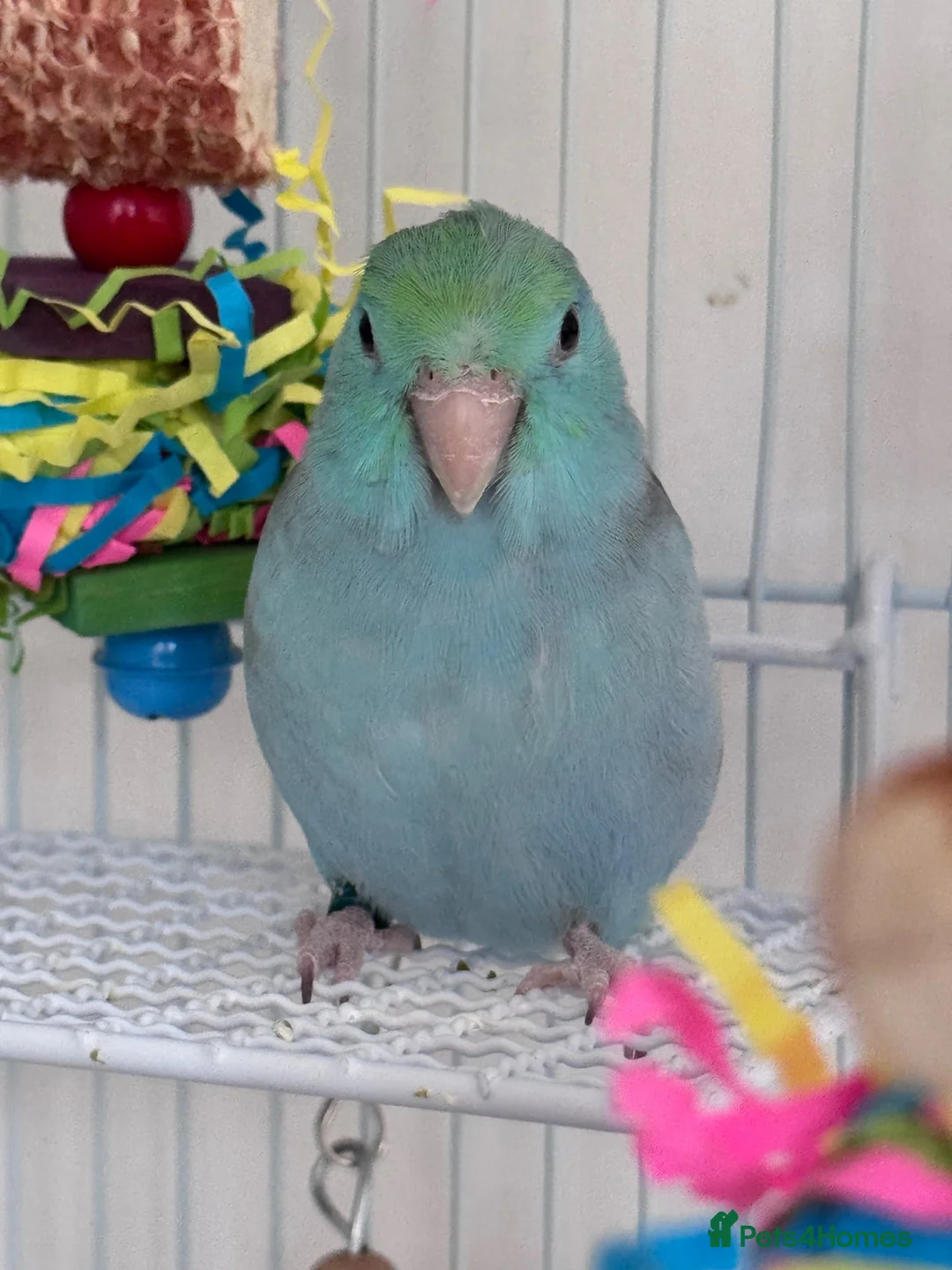 Parrots birds for sale: Beautiful Hand Tame Baby Male Parrotlet  - Advert 2