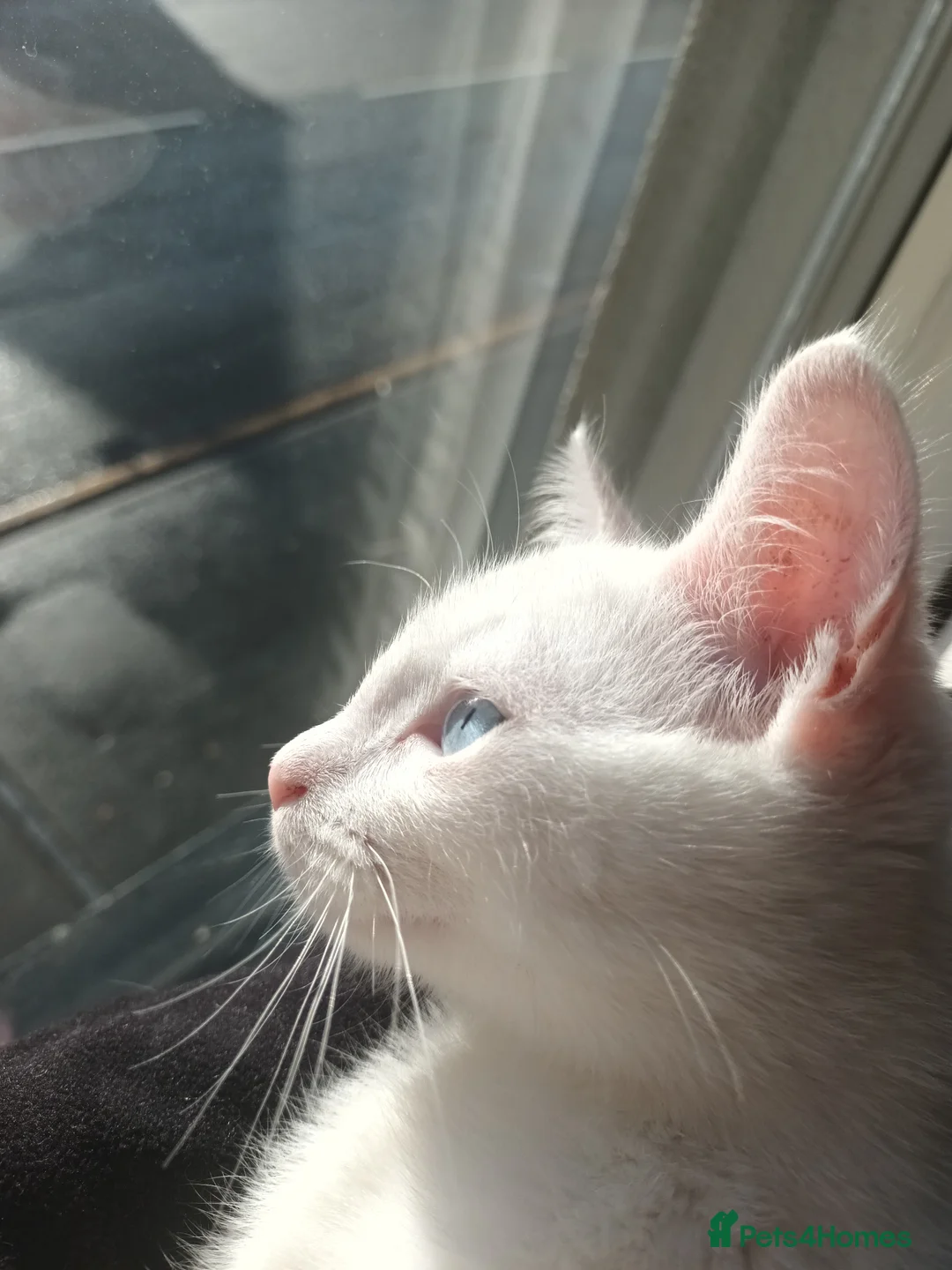 Turkish Angora cats for sale: 8 month old kitten - Advert 7