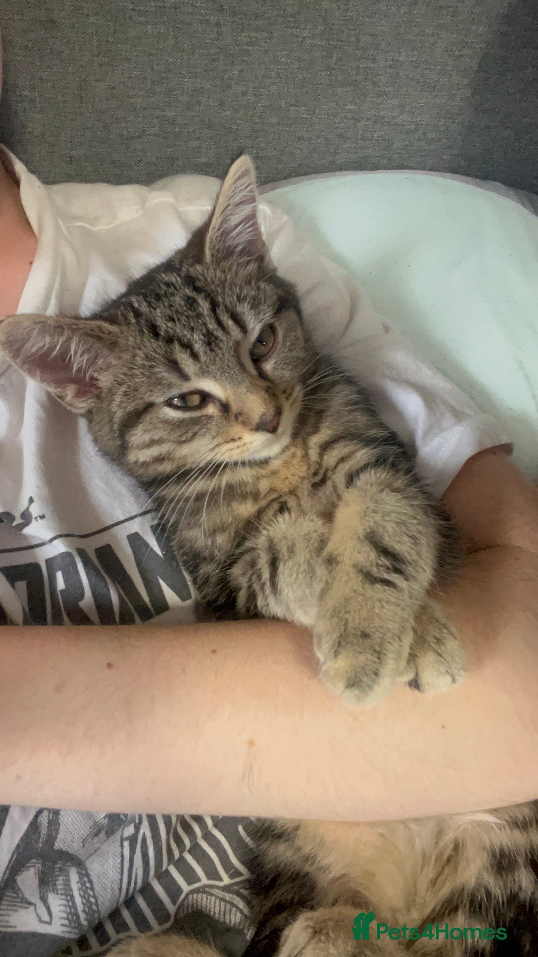 Mixed Breed cats for sale: 8 Month old kitten mixed breed - Advert 4