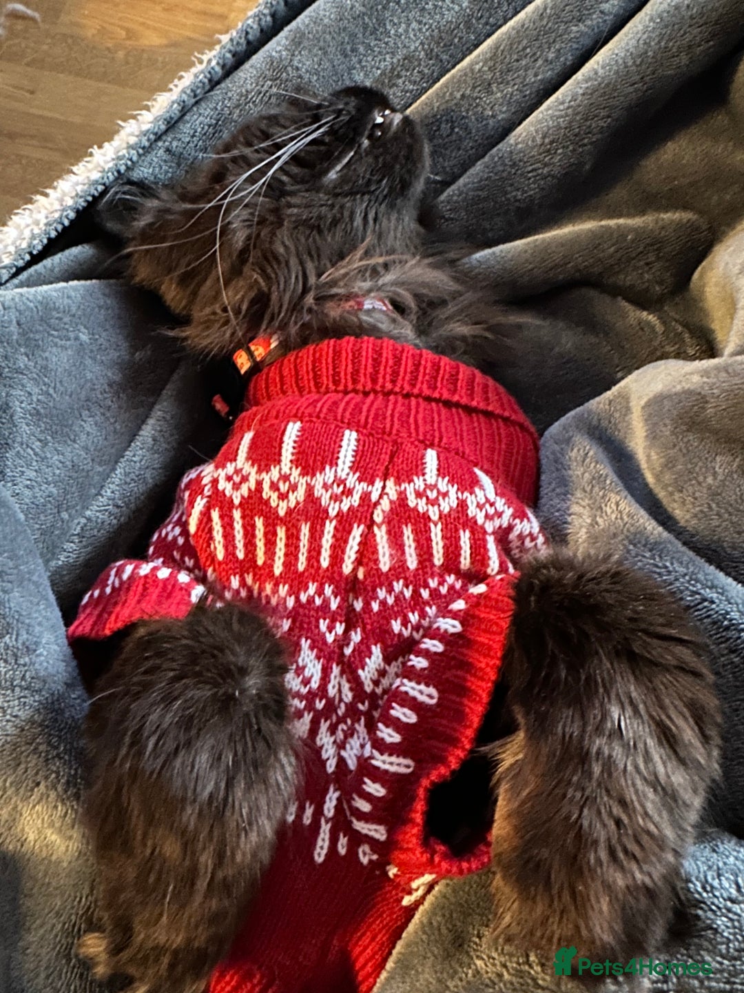 Maine Coon cats for sale: Male maine coon needs home - Advert 17