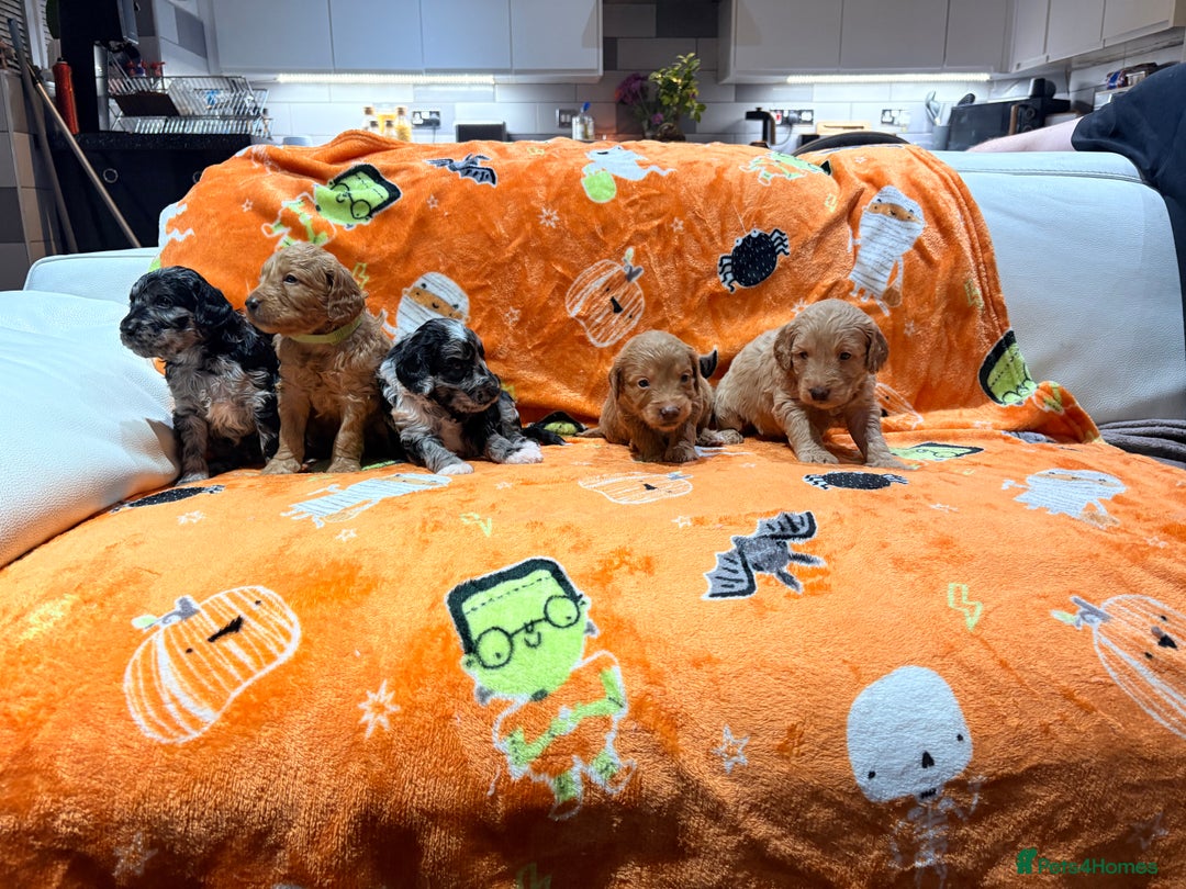 Mini Goldendoodle dogs for sale: 🐾🐾Mini golden doodles out of therapy asst momma - Image 13