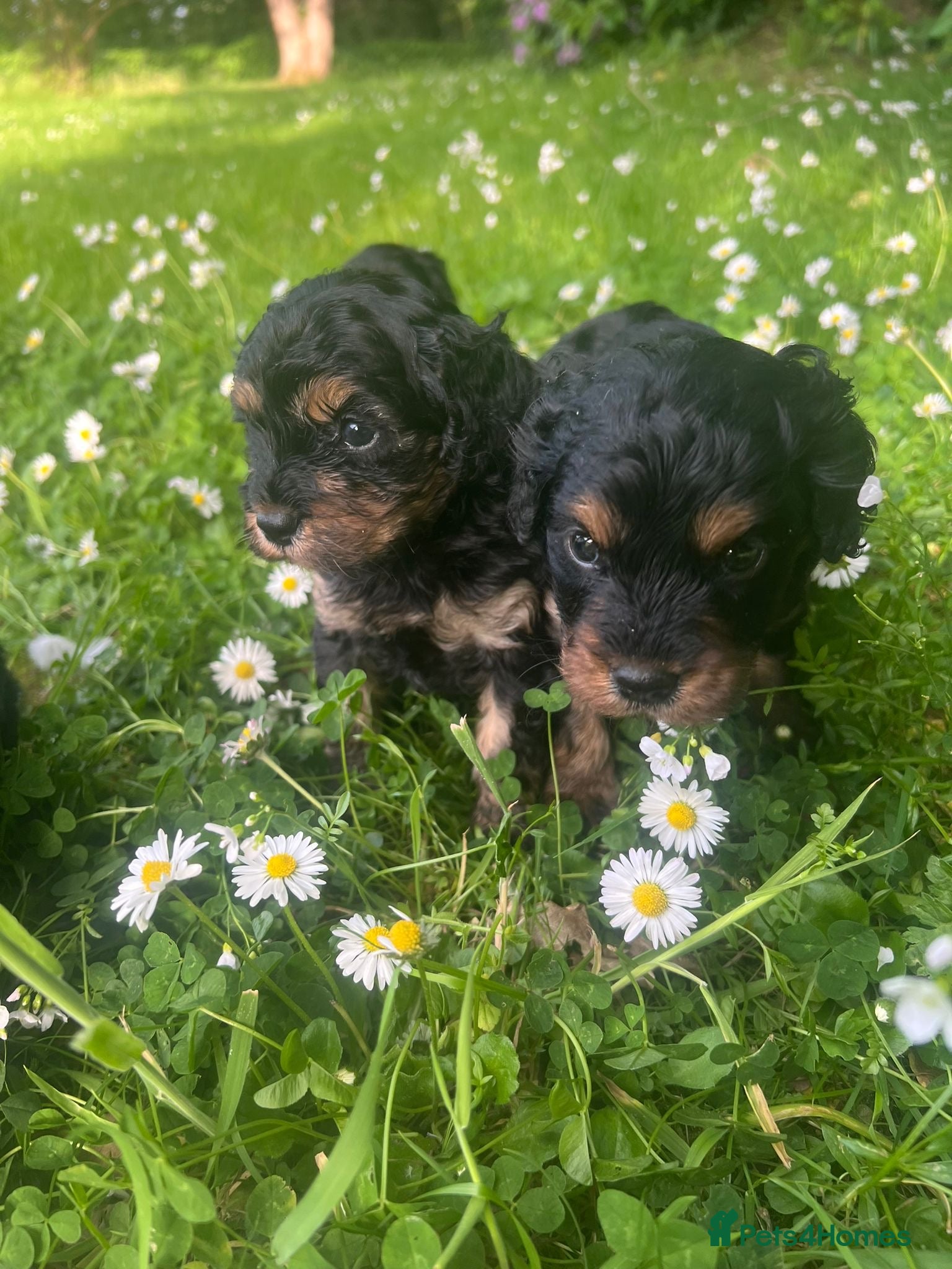 Cavapoo dogs Adorable Cavapoo puppies - Advert 1