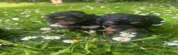 Cavapoo dogs for sale: Adorable Cavapoo puppies - Advert 10