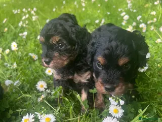 Cavapoo dogs Adorable Cavapoo puppies - Advert 1