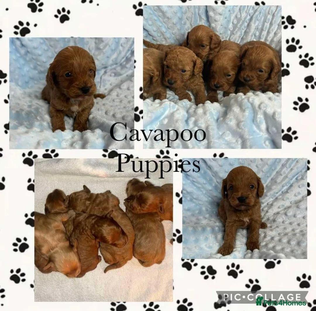 Toy Poodle dogs for stud: Ralph - Stud KC registered Toy Poodle  in Swadlincote - Advert 9