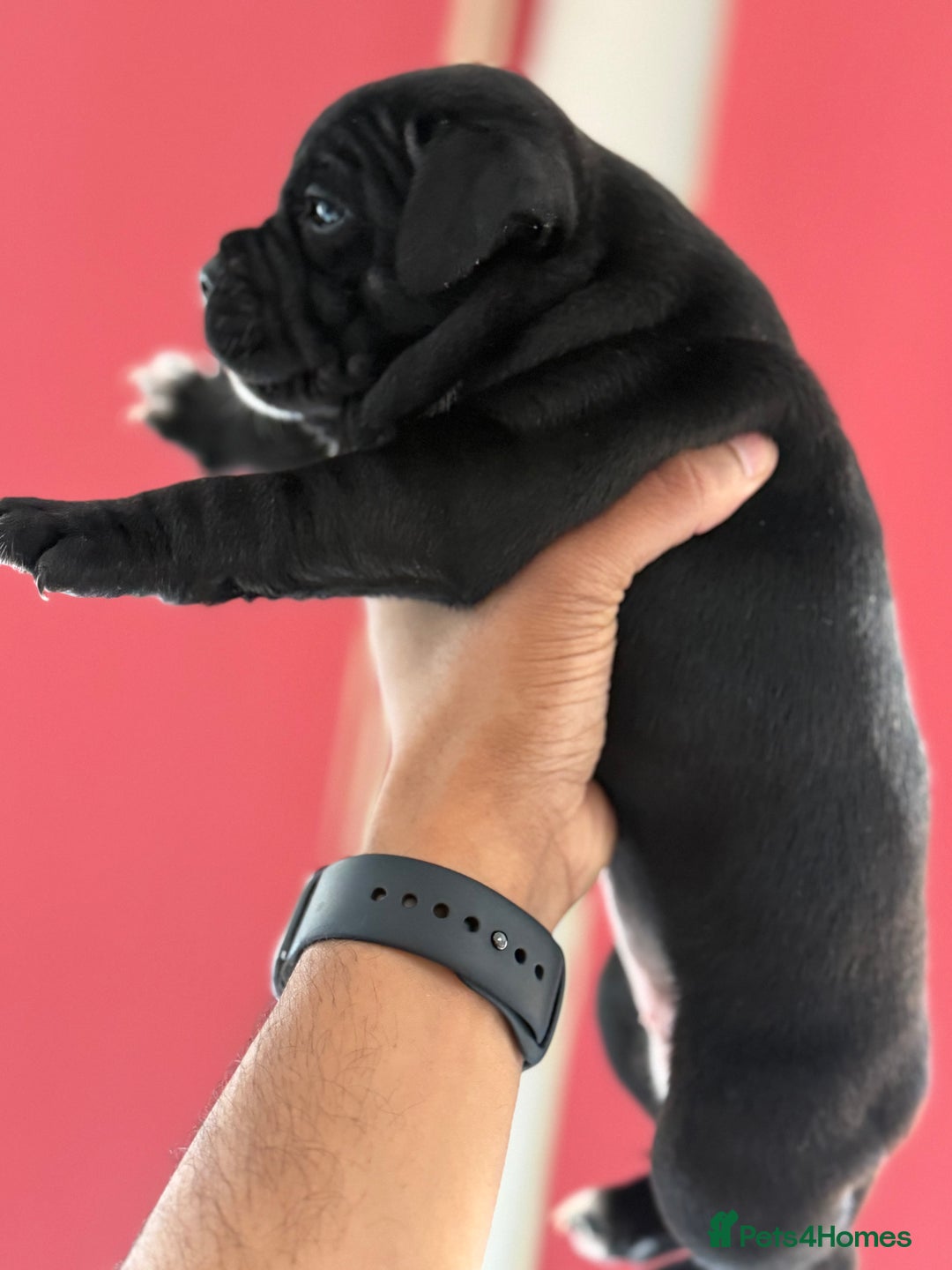 Staffordshire Bull Terrier dogs for sale: Outstanding KC blue gene carriers - Image 6