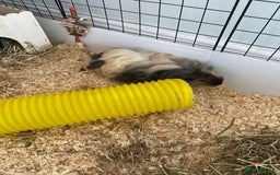 Guinea Pig rodents for sale: Female bonded trio  - Image 4