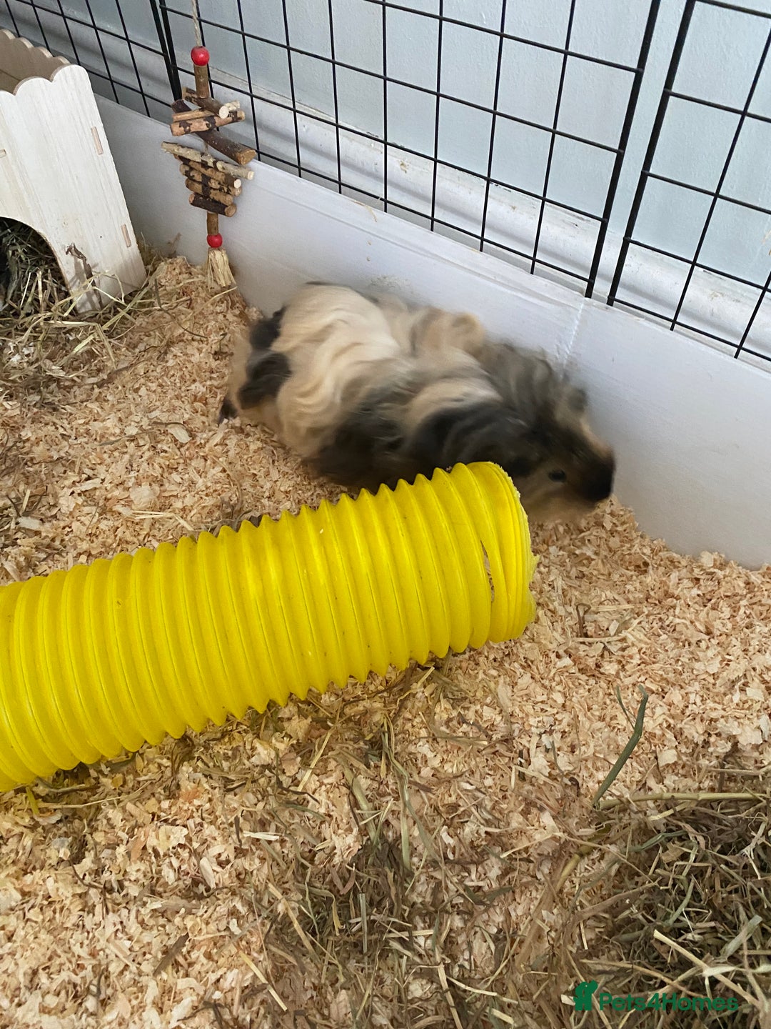 Guinea Pig rodents for sale: Female bonded trio  - Image 4