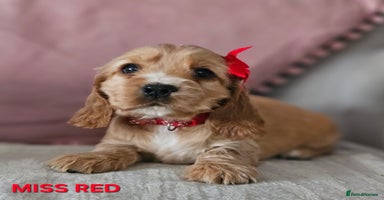 Cocker Spaniel dogs Stunning! Golden Kc Show Type Cocker Spaniels. - Advert 8